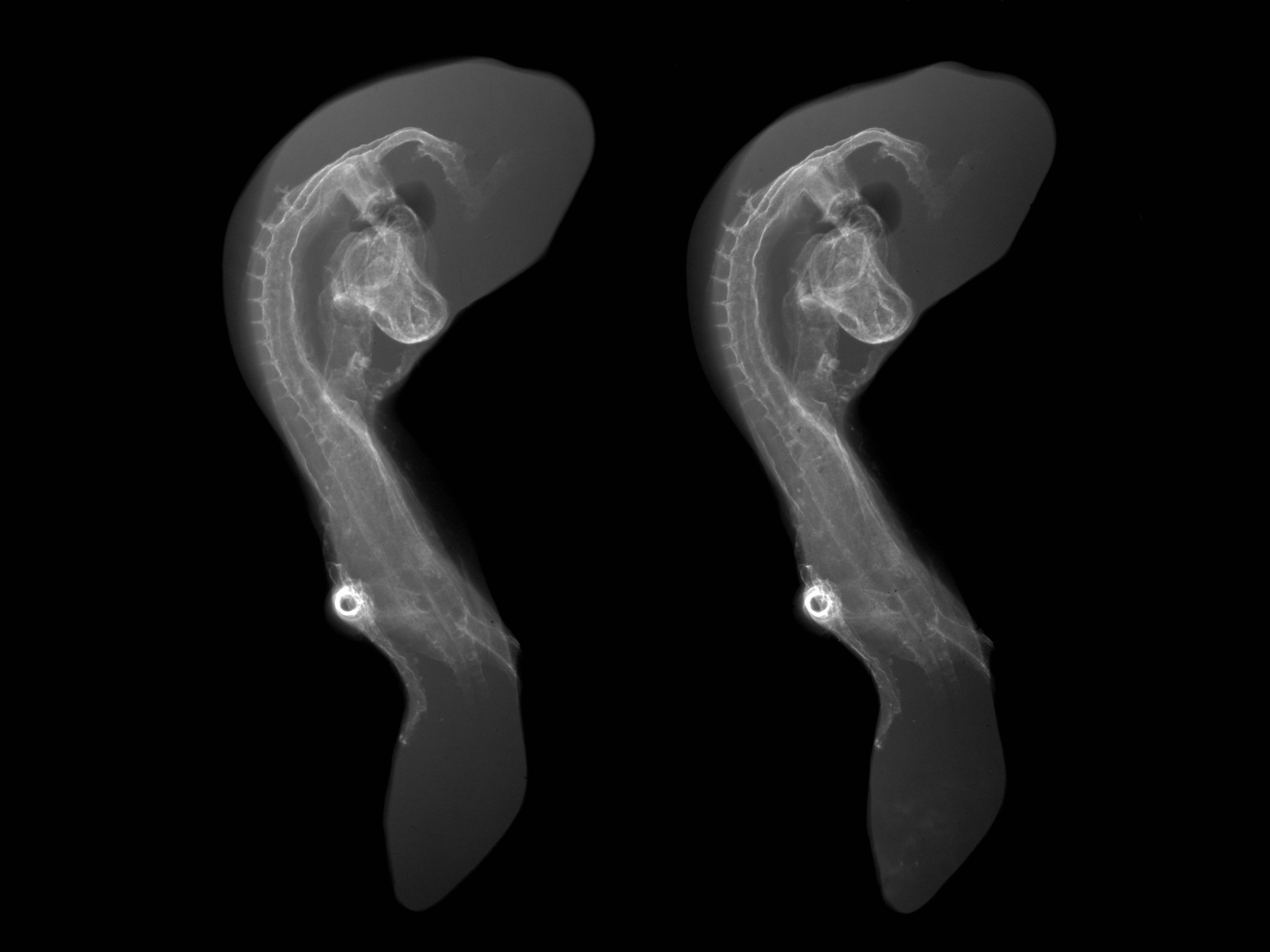 stage 16 chick embryo x-ray