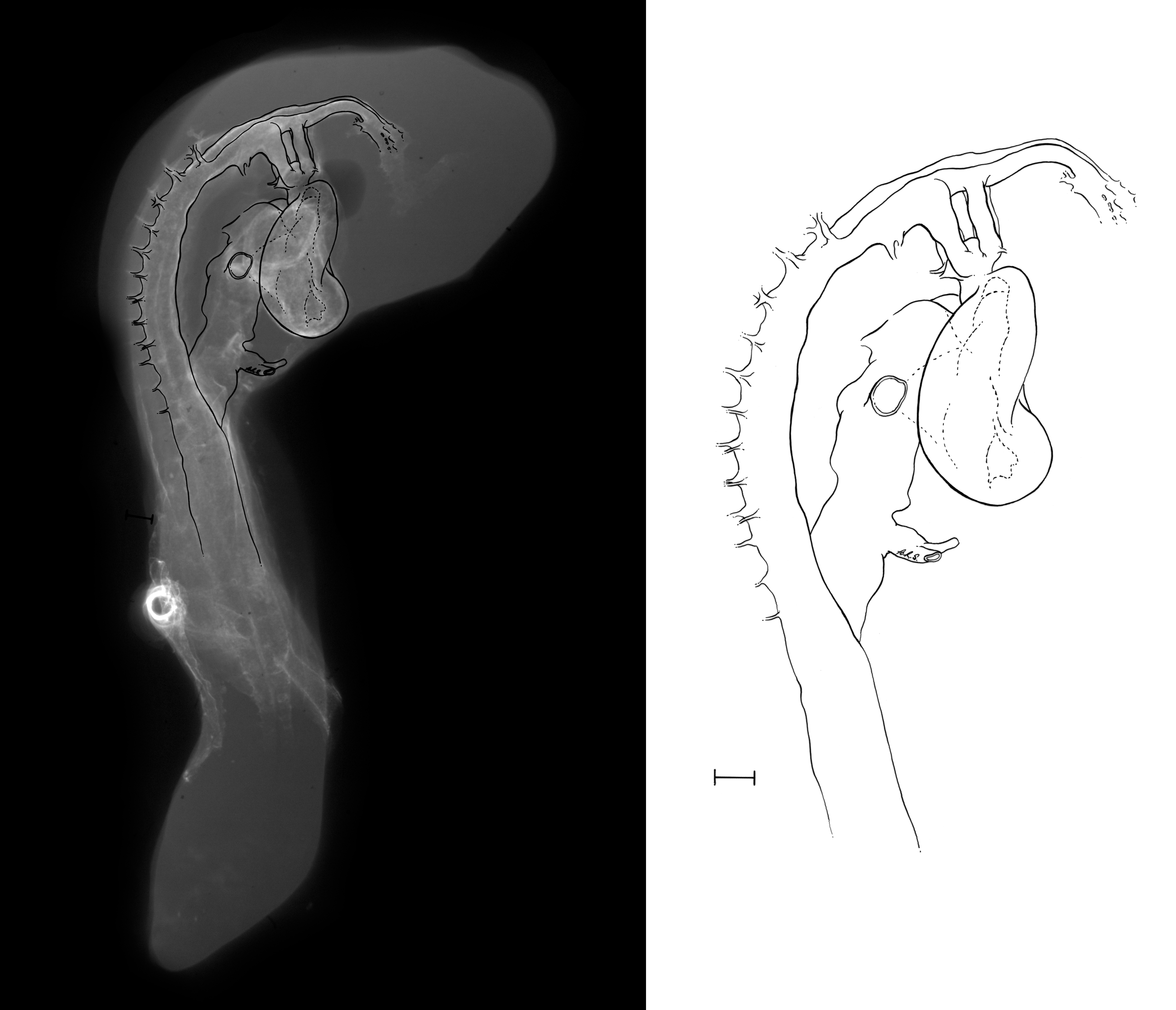 stage 35 chick embryo x-ray