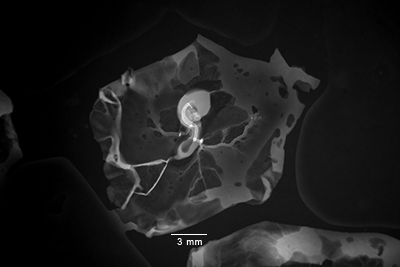 stage 16 chick embryo x-ray