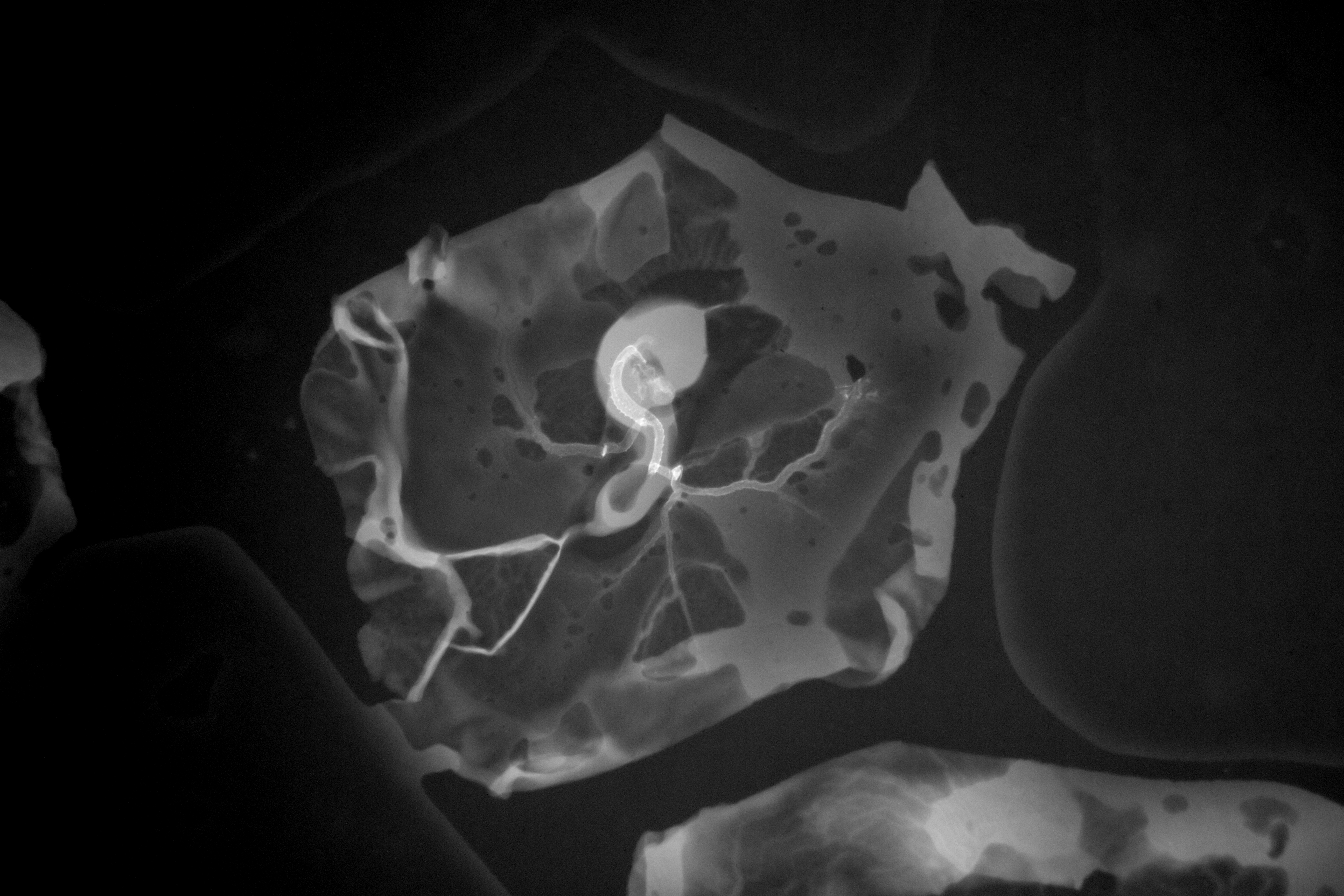 stage 16 chick embryo x-ray