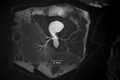 stage 16 chick embryo x-ray
