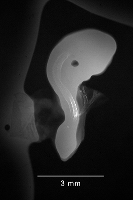 stage 17 chick embryo x-ray
