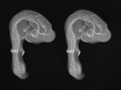 stage 17 chick embryo x-ray