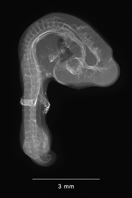 stage 17 chick embryo x-ray