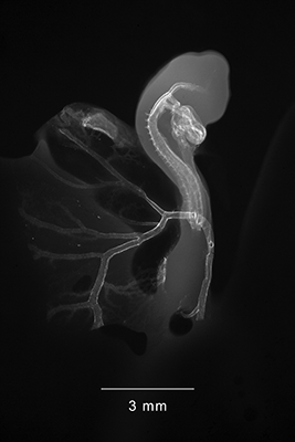 stage 17 chick embryo x-ray