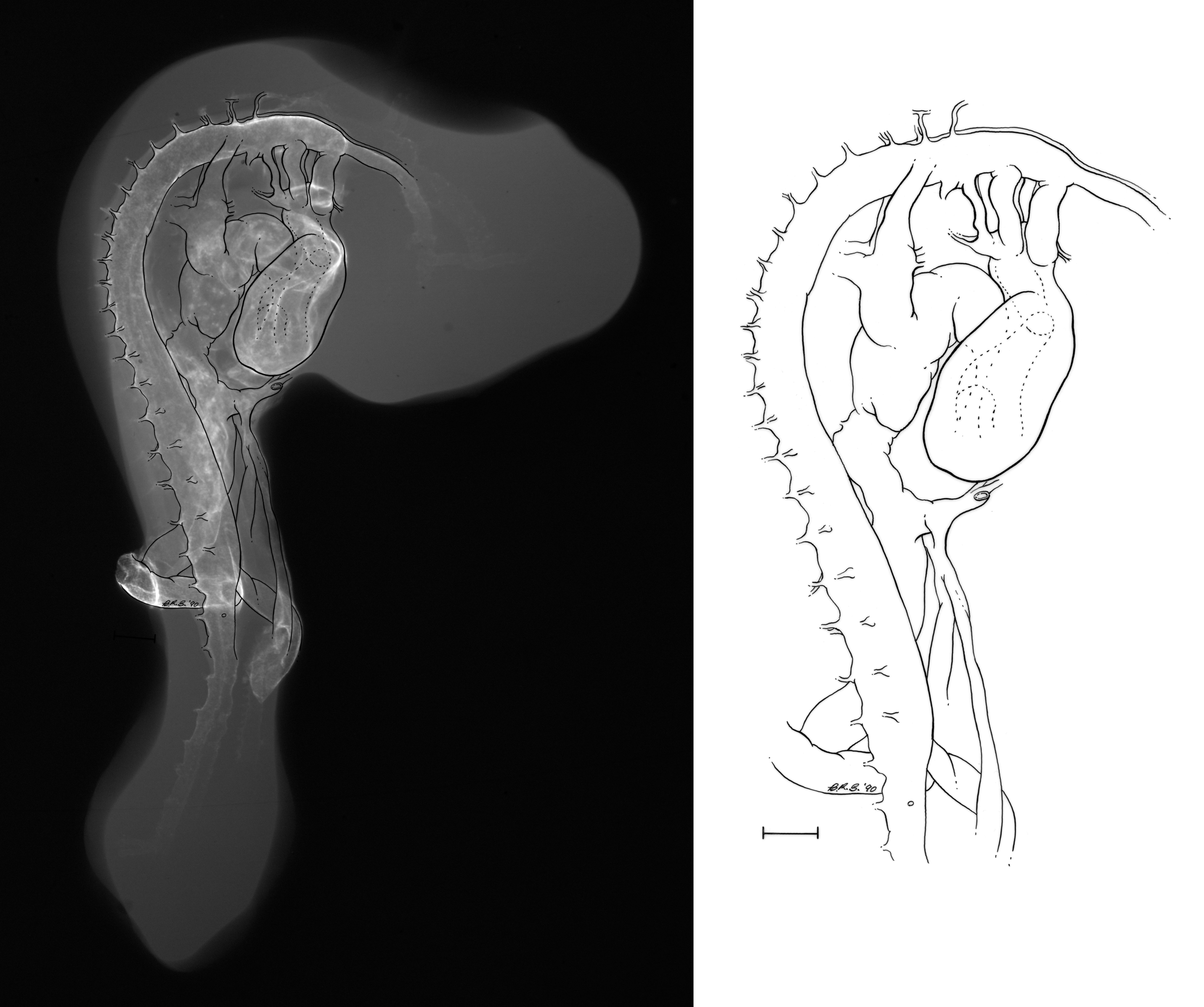 stage 35 chick embryo x-ray