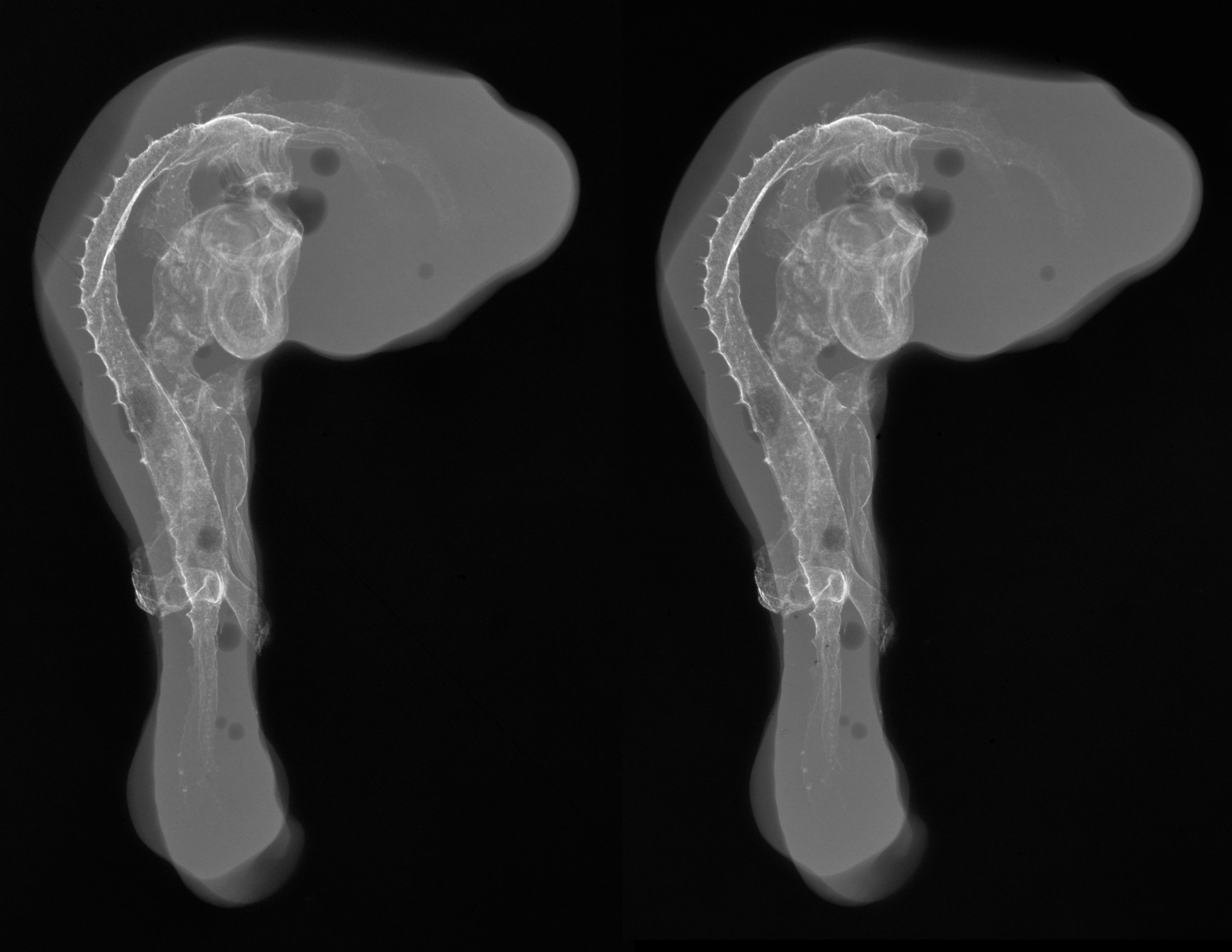 stage 20 chick embryo x-ray