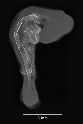 stage 20 chick embryo x-ray