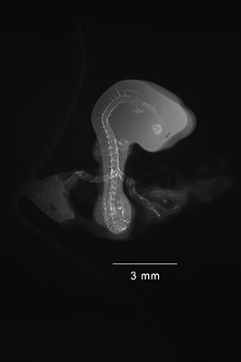 stage 20 chick embryo x-ray