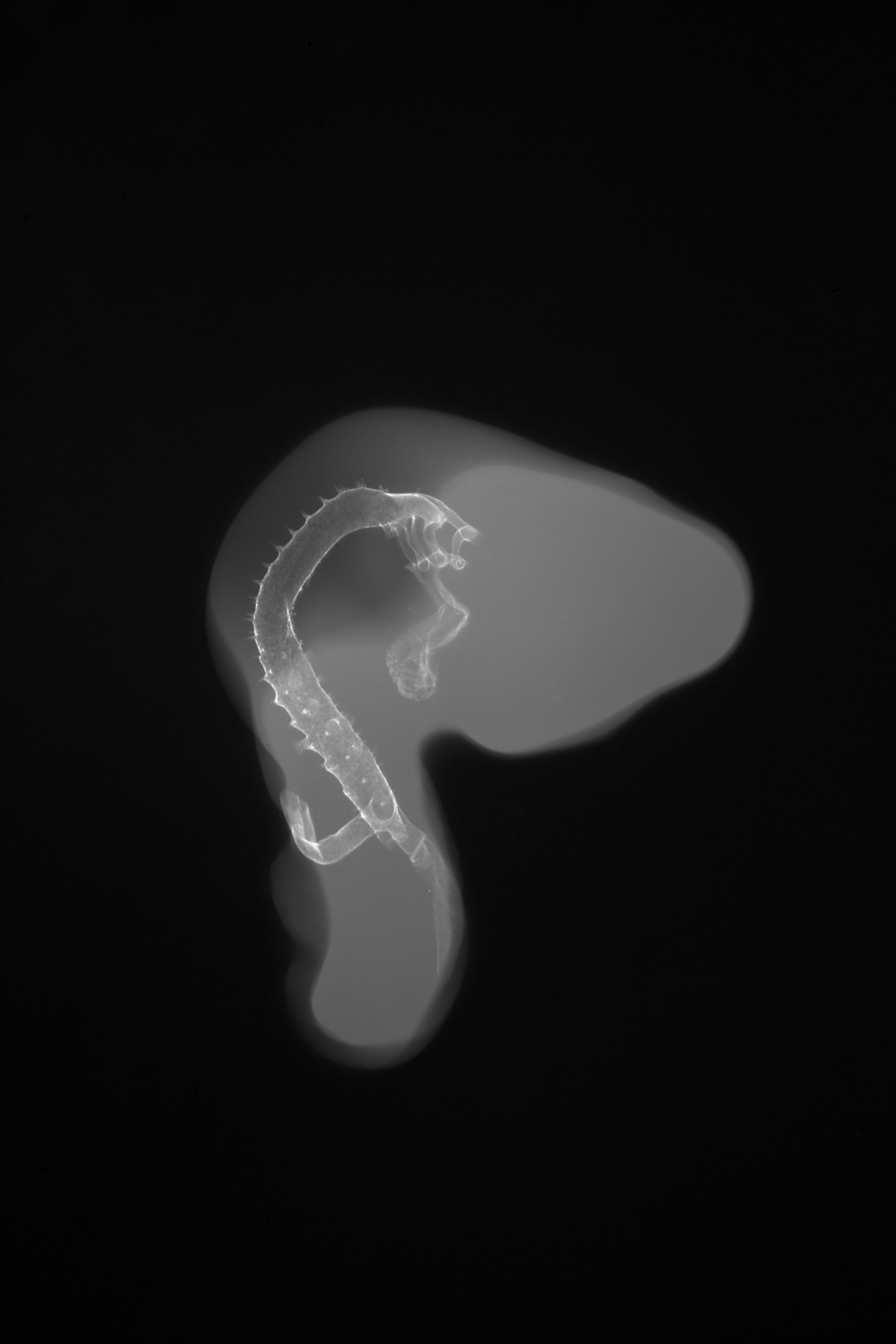 stage 20 chick embryo x-ray