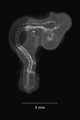 stage 20 chick embryo x-ray