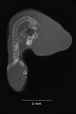 stage 21 chick embryo x-ray