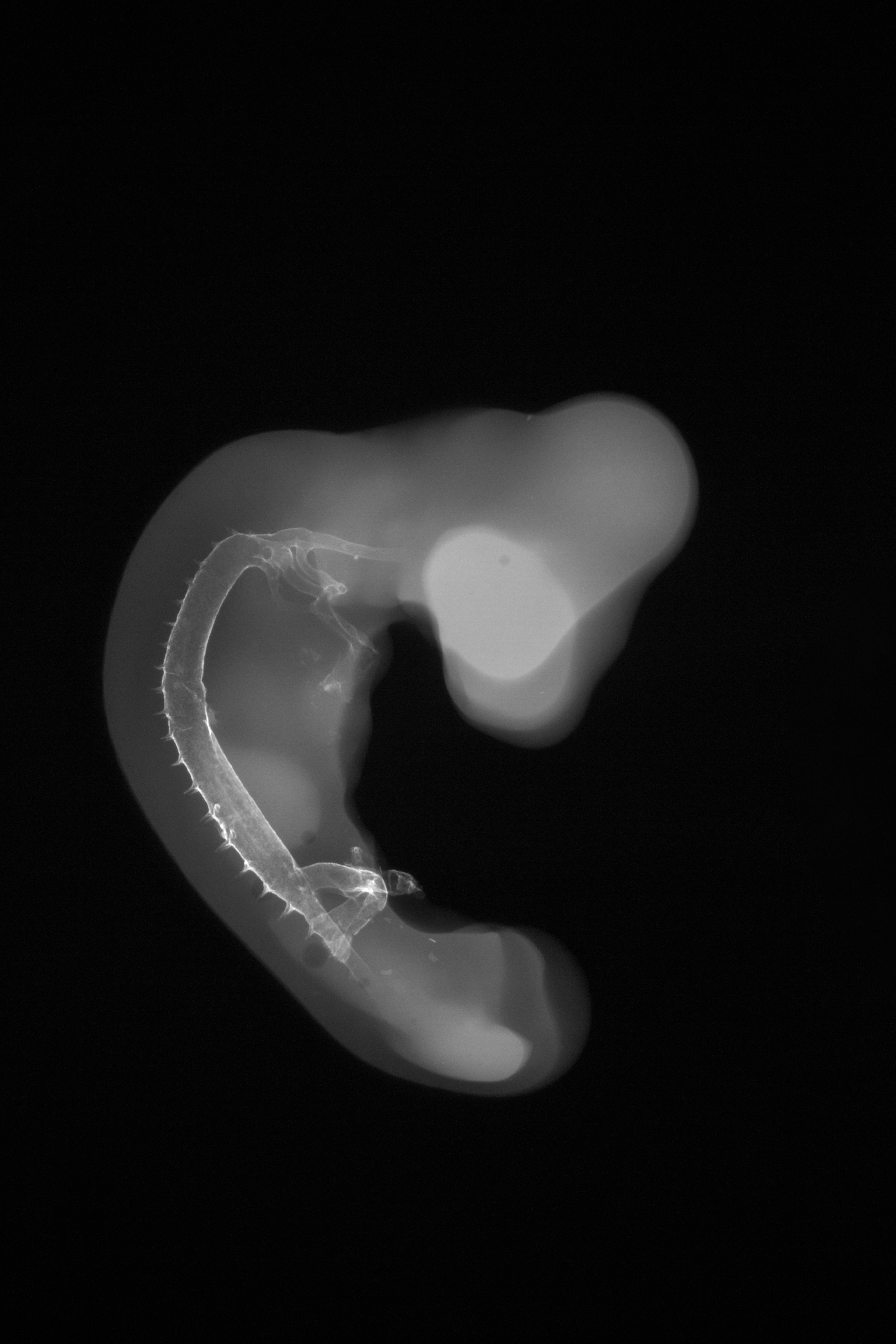 stage 21 chick embryo x-ray
