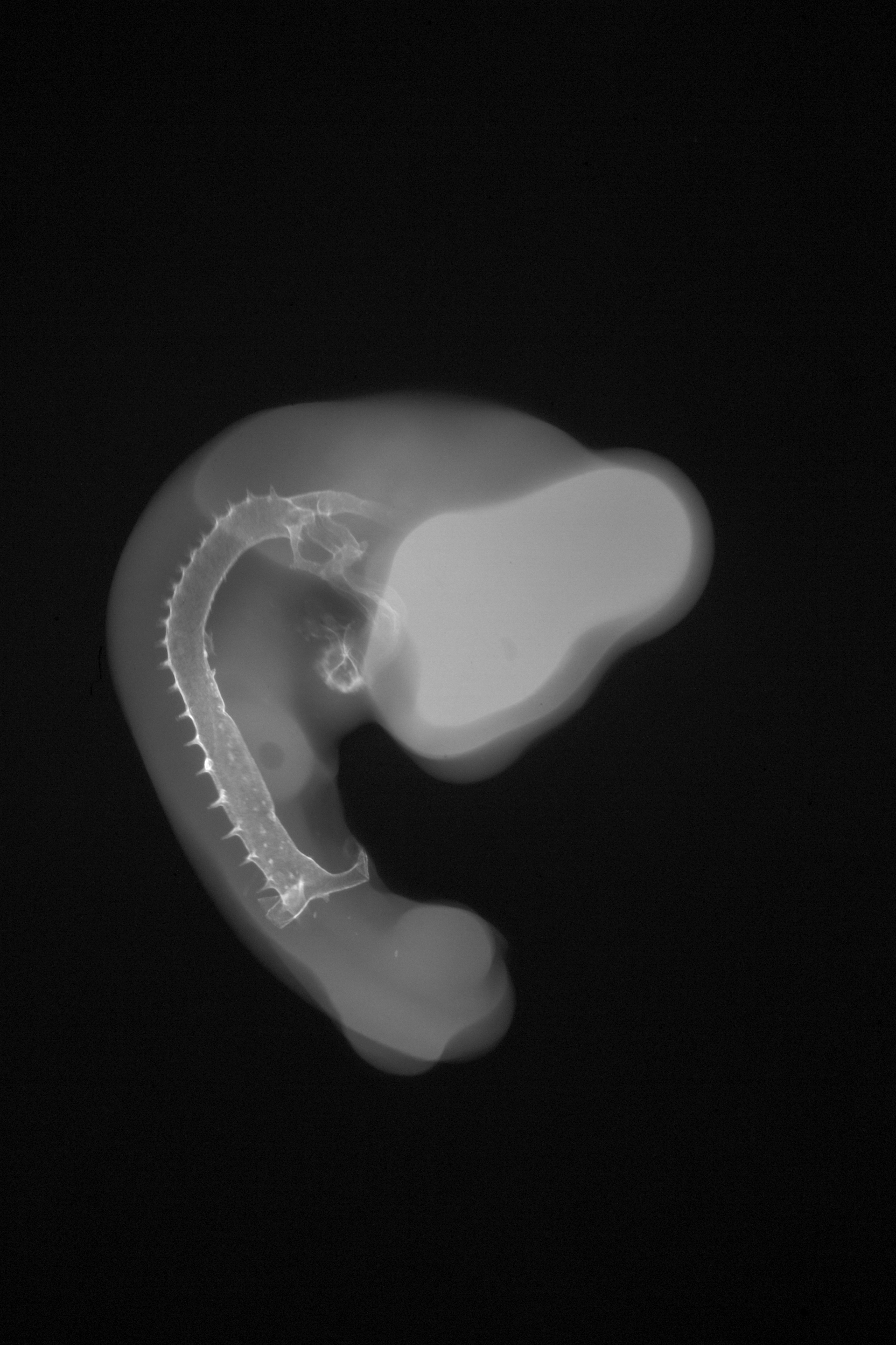 stage 21 chick embryo x-ray