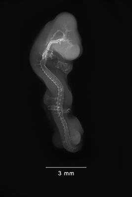 stage 22 chick embryo x-ray