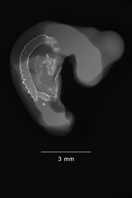 stage 22 chick embryo x-ray