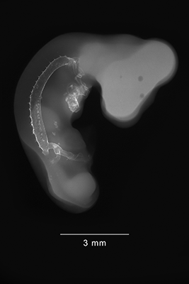 stage 22 chick embryo x-ray