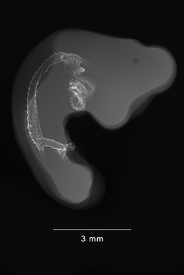stage 22 chick embryo x-ray