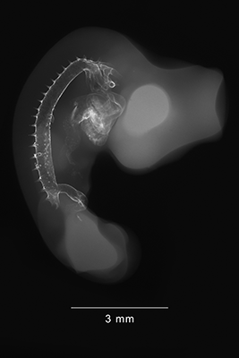 stage 22 chick embryo x-ray