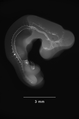 stage 23 chick embryo x-ray