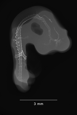 stage 23 chick embryo x-ray