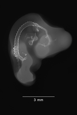 stage 23 chick embryo x-ray