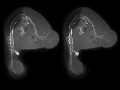 stage 23 chick embryo x-ray