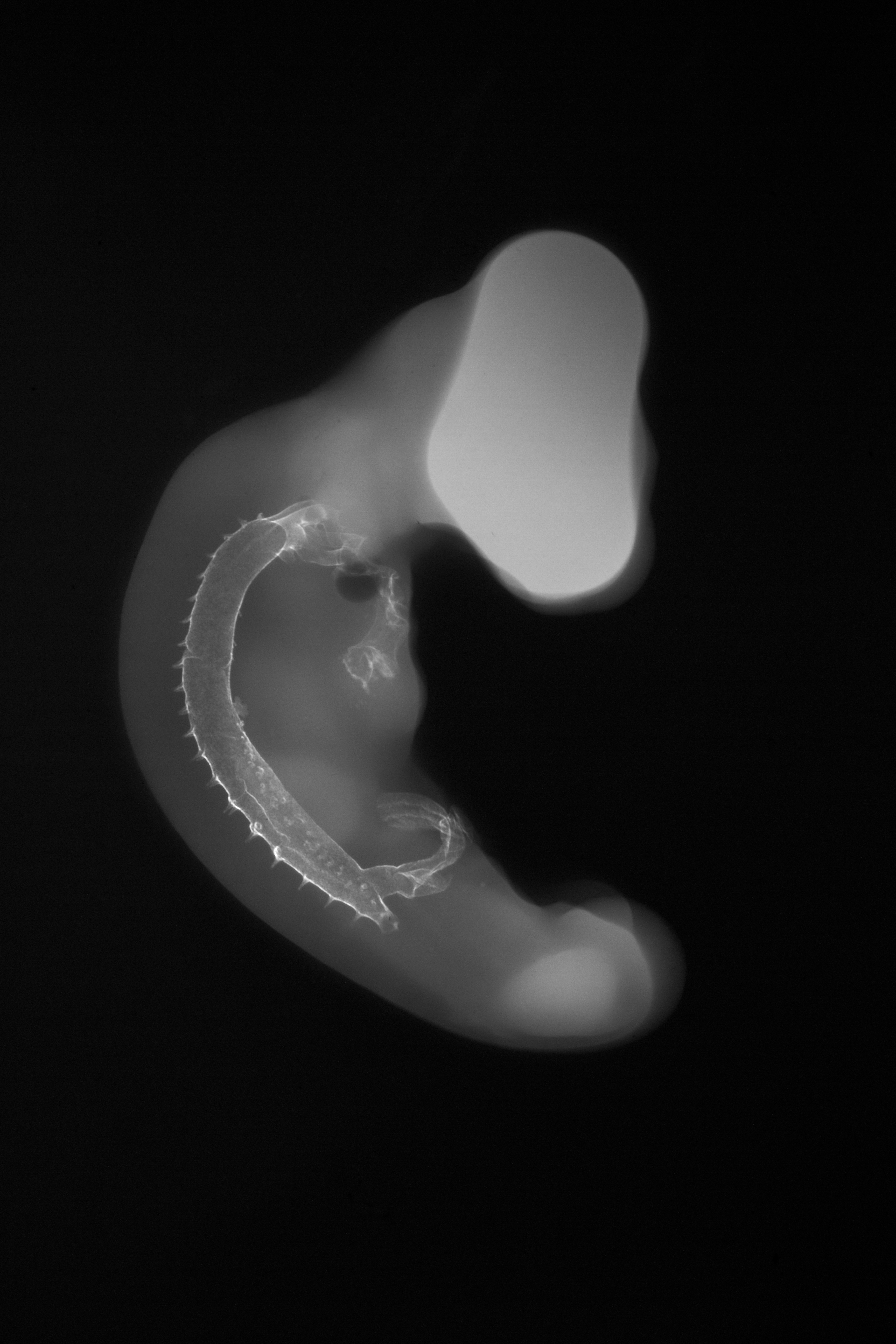 stage 23 chick embryo x-ray