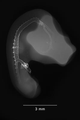 stage 23 chick embryo x-ray