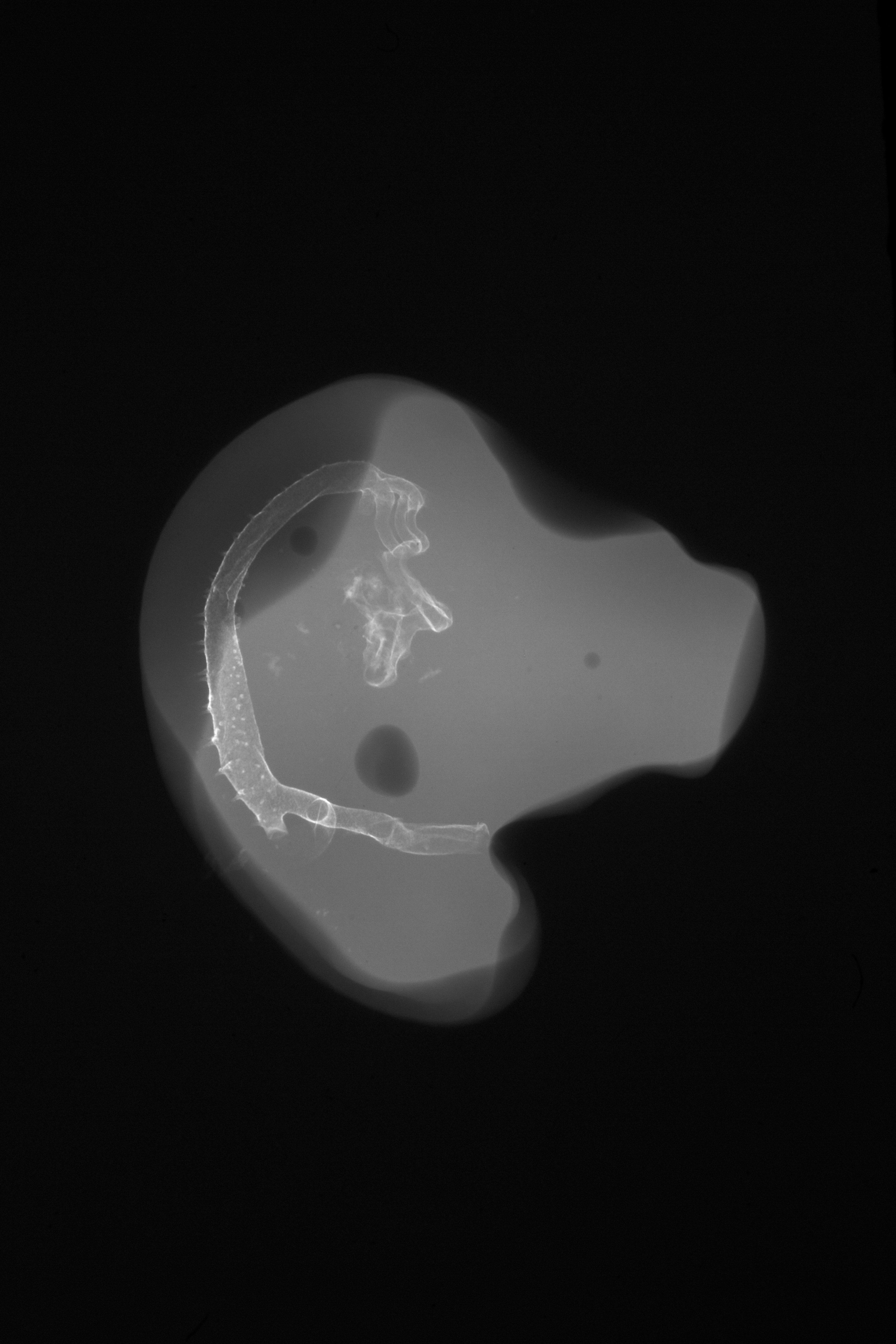 stage 23 chick embryo x-ray