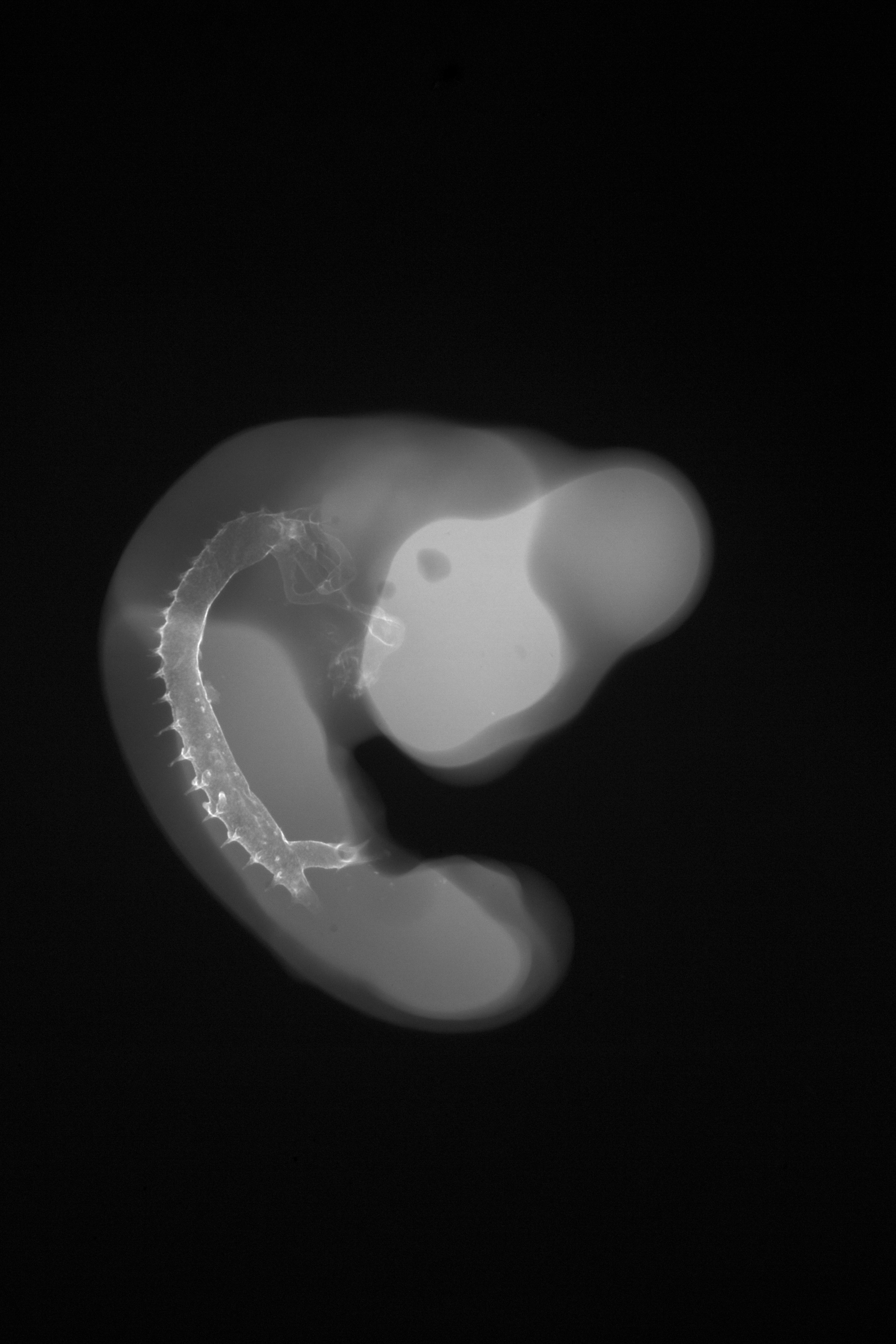 stage 23 chick embryo x-ray