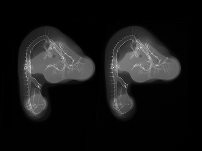 stage 24 chick embryo x-ray