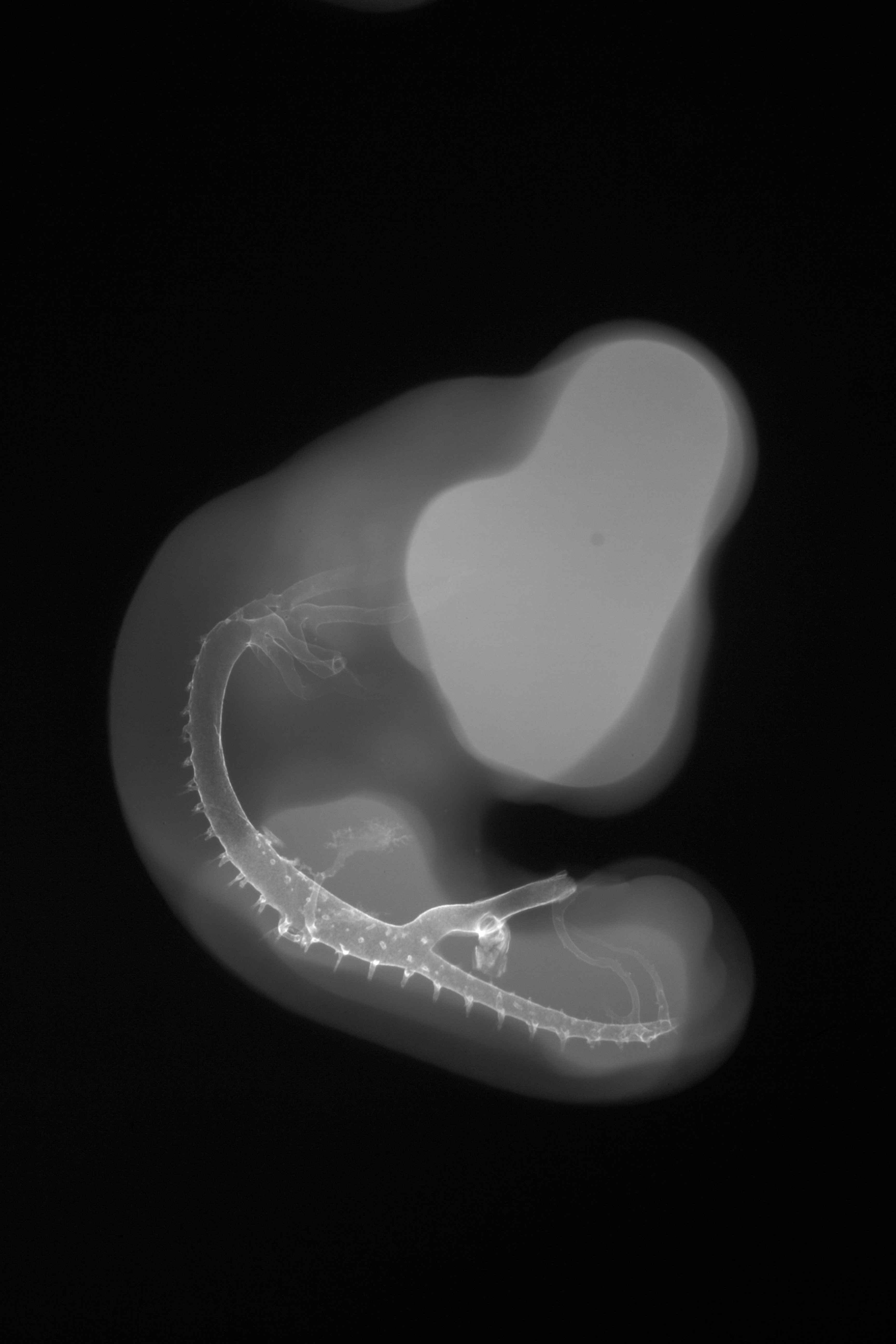stage 24 chick embryo x-ray