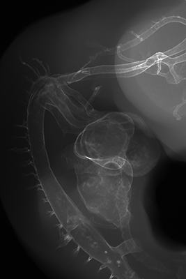 stage 26 chick embryo x-ray