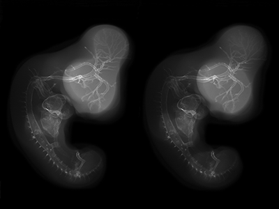 stage 26 chick embryo x-ray