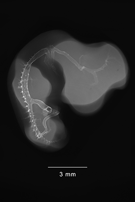 stage 26 chick embryo x-ray