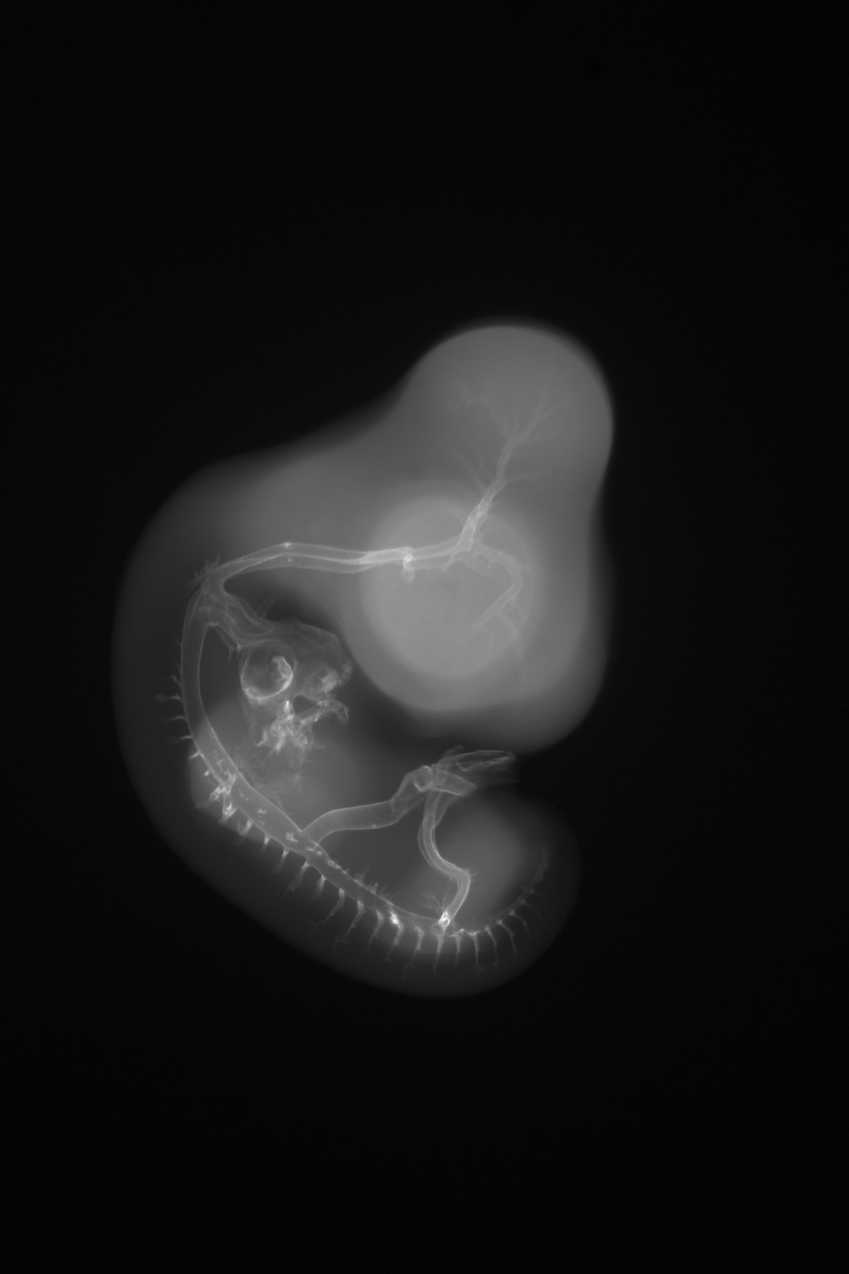 stage 26 chick embryo x-ray