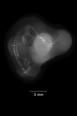 stage 27 chick embryo x-ray