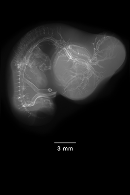 stage 28 chick embryo x-ray