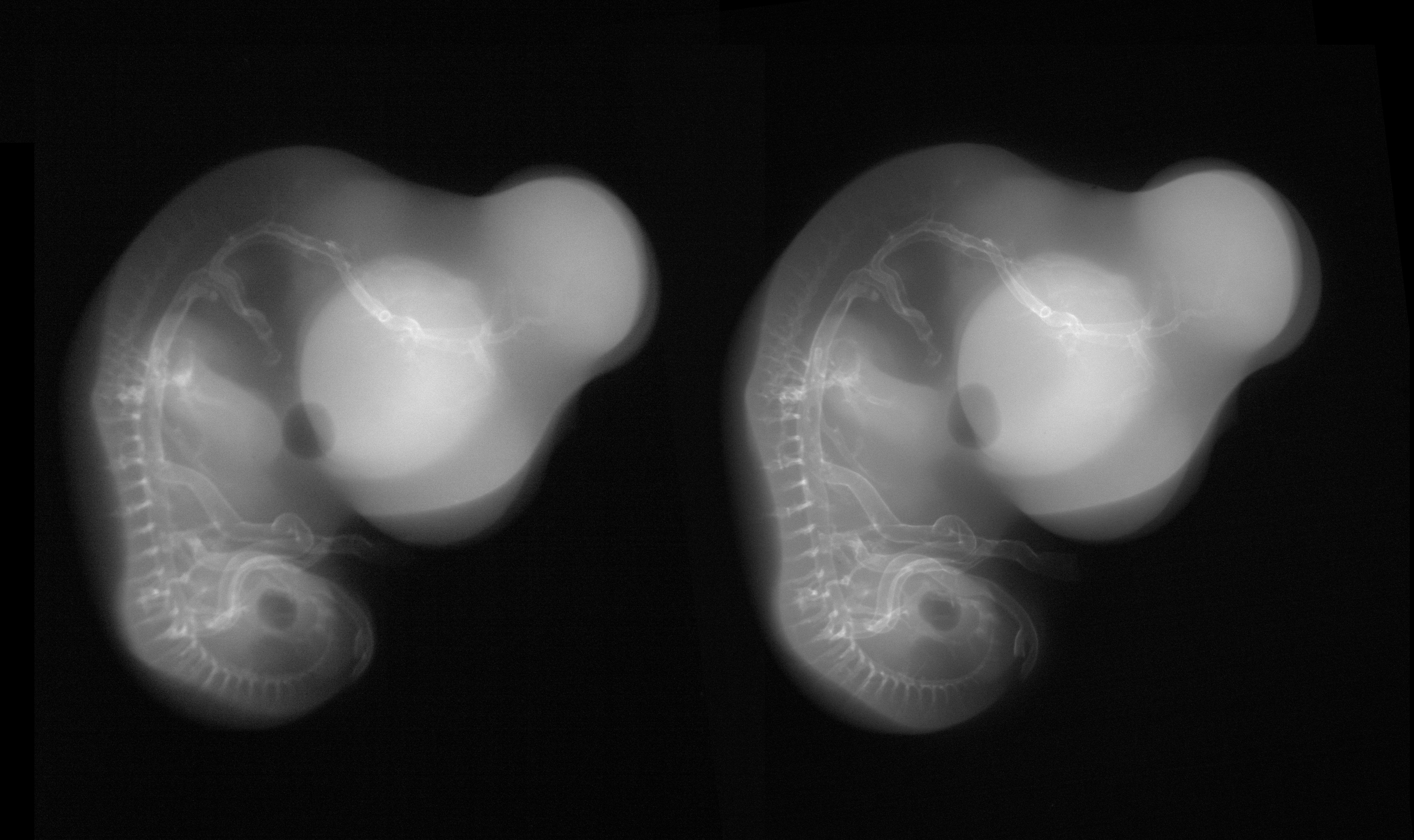 stage 28 chick embryo x-ray