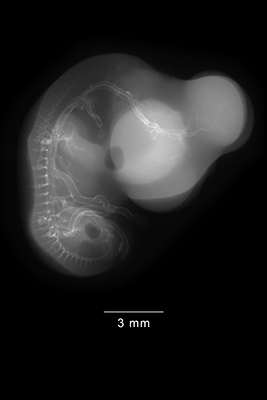 stage 28 chick embryo x-ray