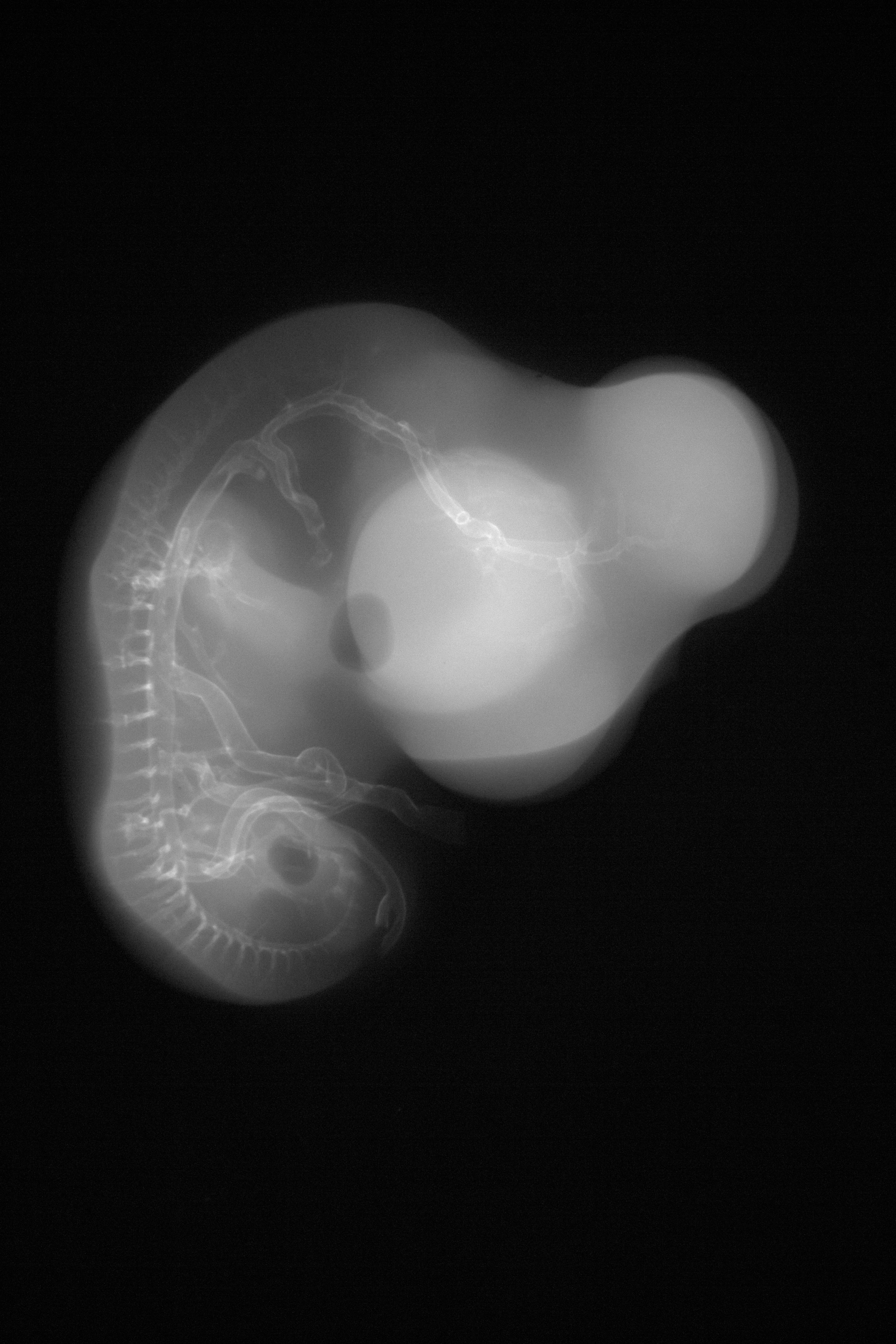 stage 28 chick embryo x-ray