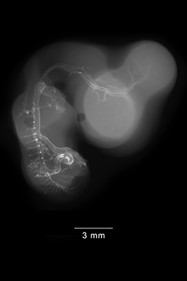 stage 28 chick embryo x-ray
