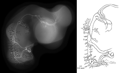 stage 35 chick embryo x-ray