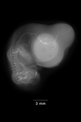 stage 29 chick embryo x-ray