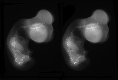 stage 29 chick embryo x-ray