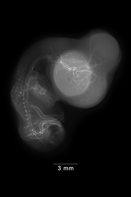 stage 29 chick embryo x-ray