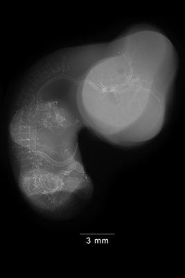 stage 29 chick embryo x-ray