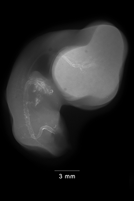 stage 29 chick embryo x-ray