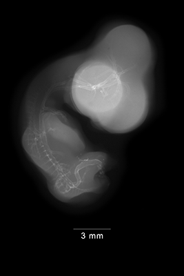 stage 29 chick embryo x-ray